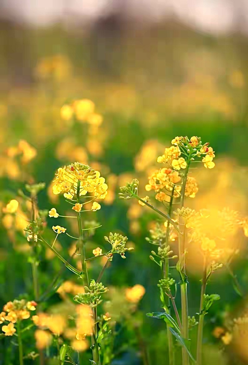 油菜花开