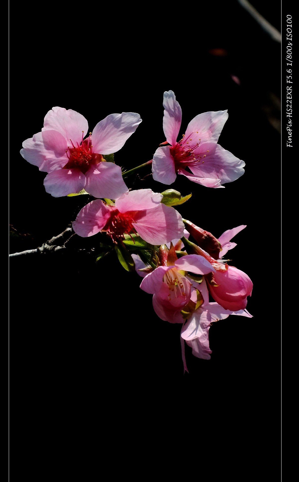 南沙十八罗汉山樱花节 (3)