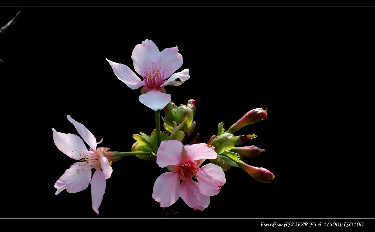 南沙十八罗汉山樱花节 (3)