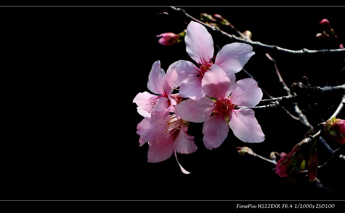 南沙十八罗汉山樱花节 (3)
