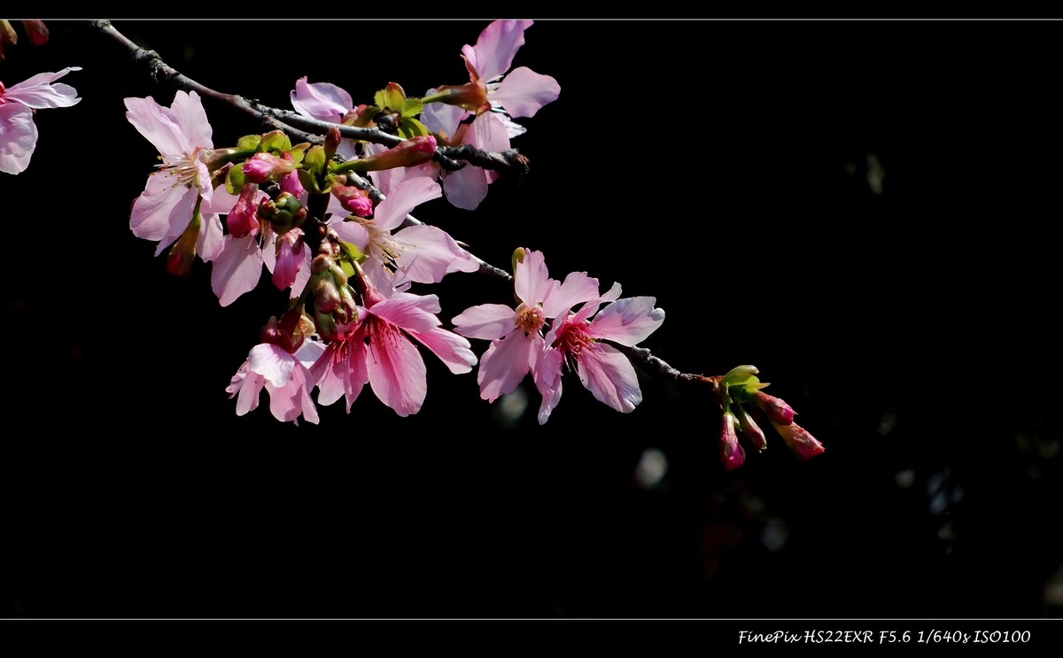 南沙十八罗汉山樱花节 (3)
