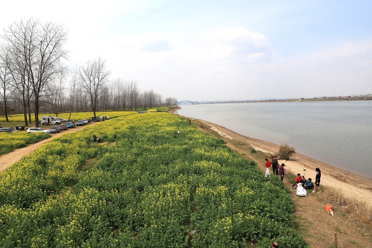 湘冮边鹅州岛菜花田--2