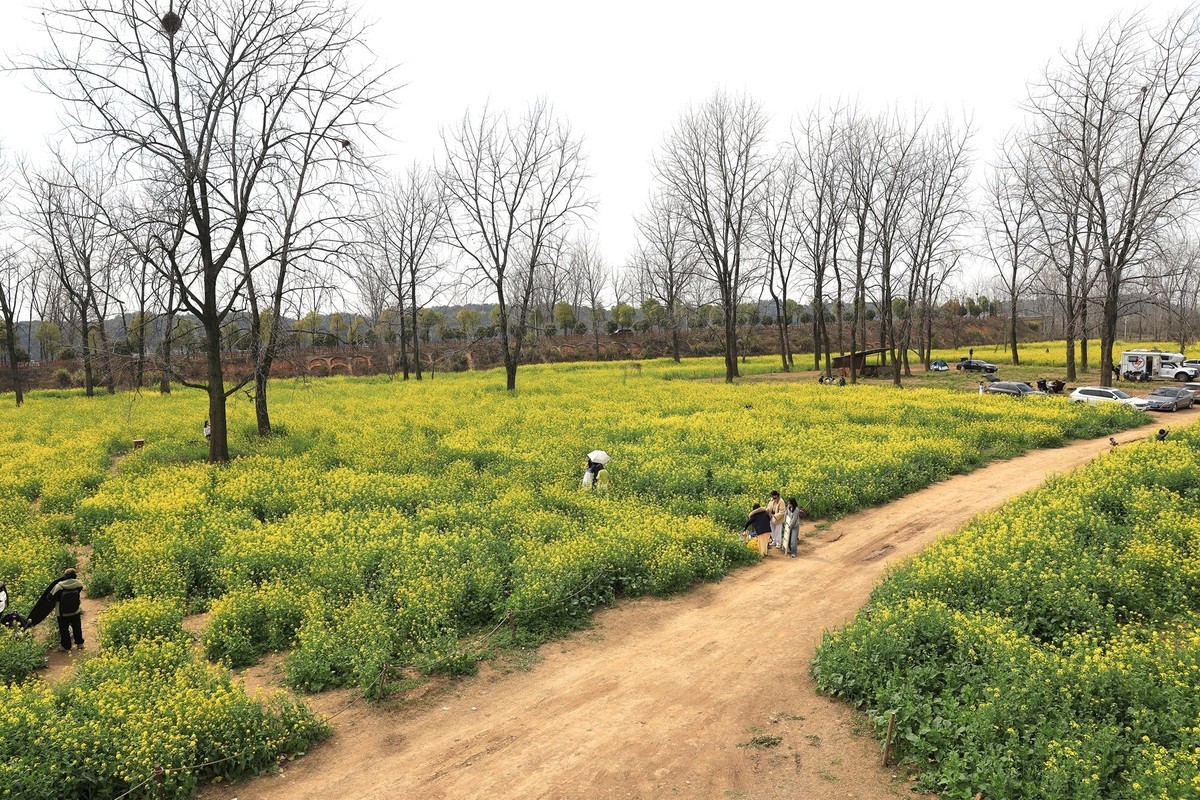 湘冮边鹅州岛菜花田--2