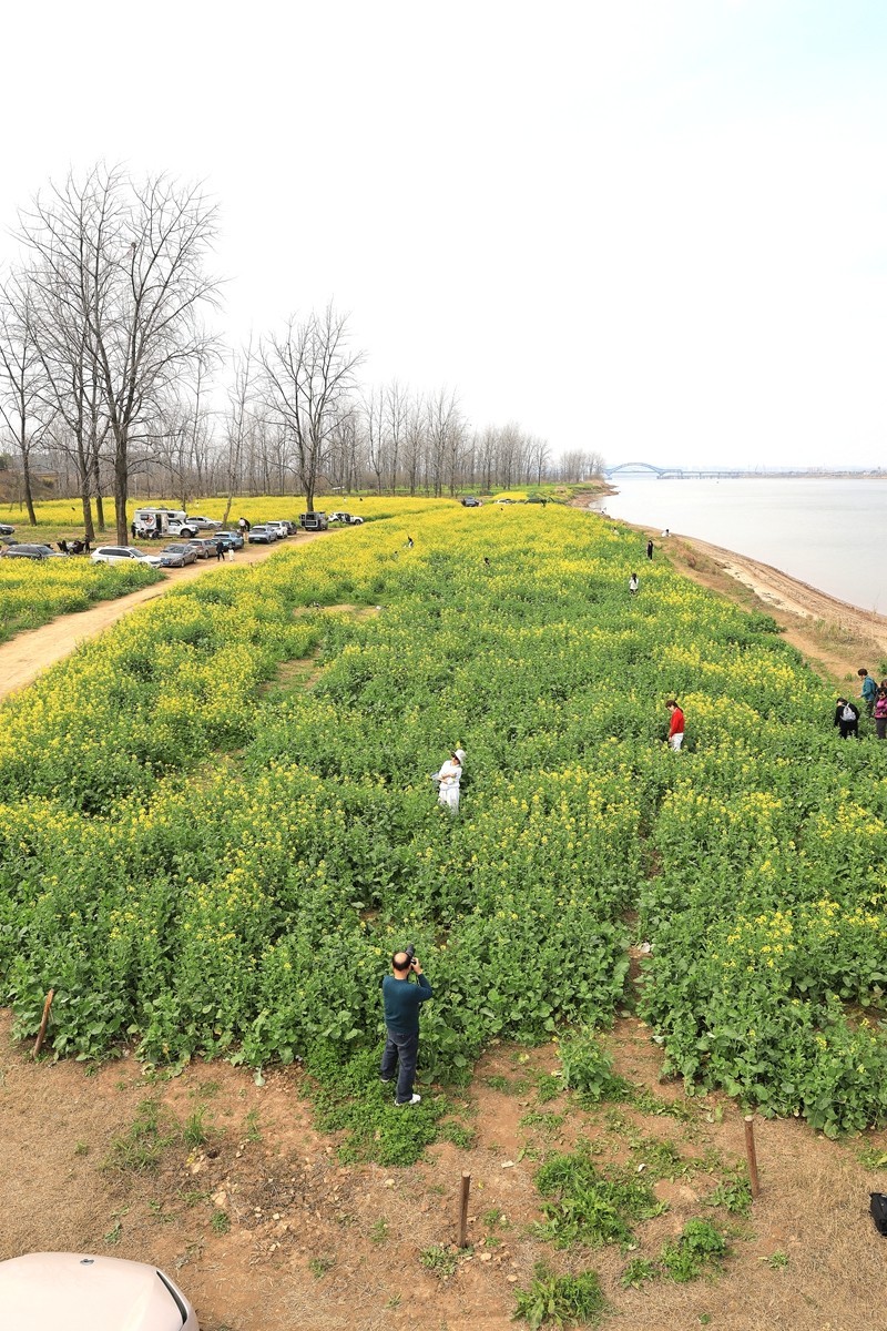 湘冮边鹅州岛菜花田--2