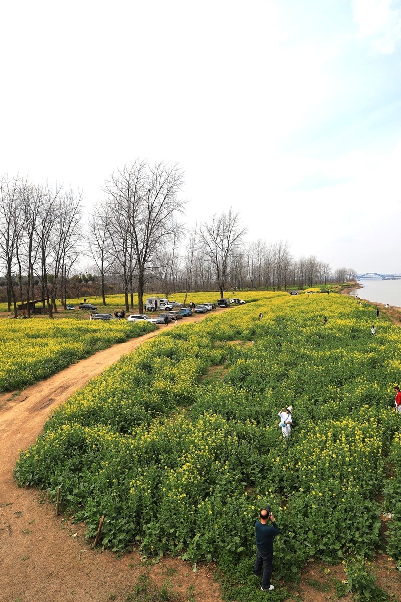 湘冮边鹅州岛菜花田--2
