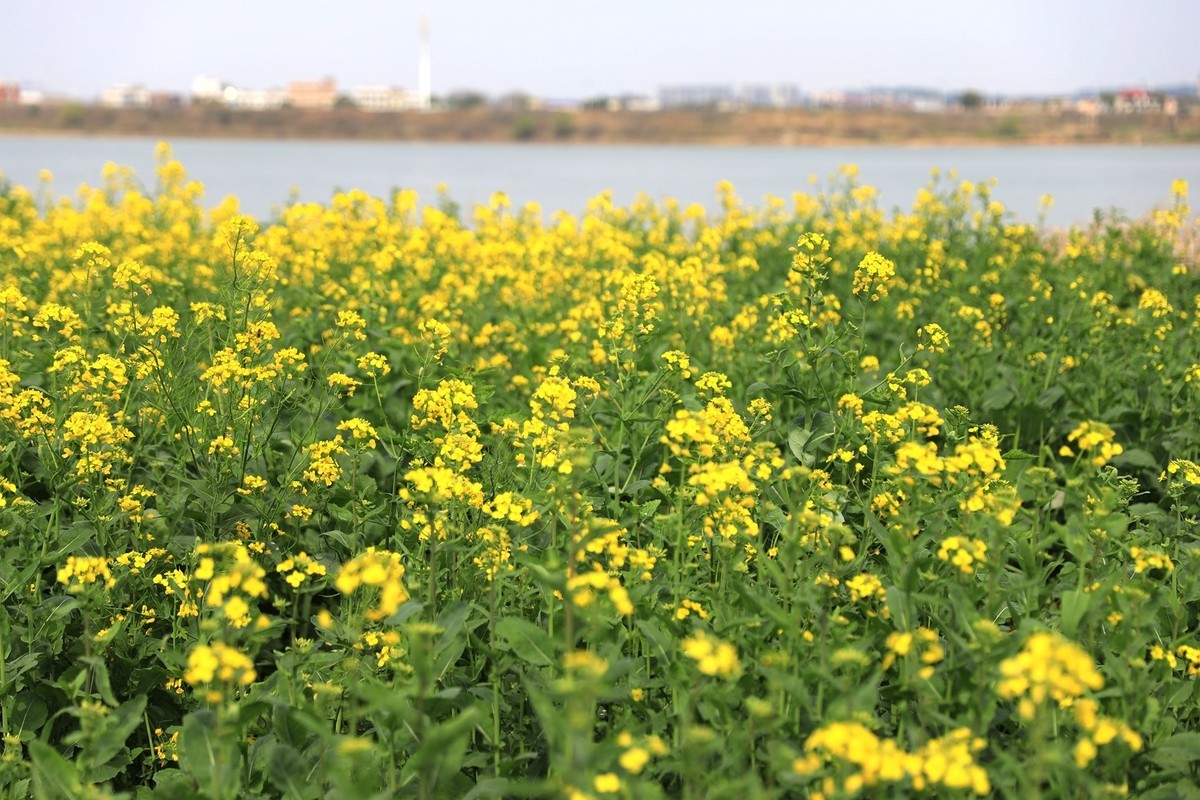 湘冮边鹅州岛菜花田--2