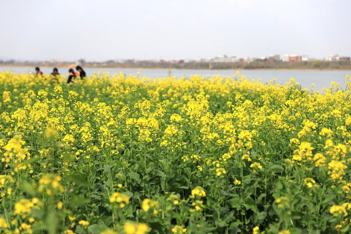 湘冮边鹅州岛菜花田--2