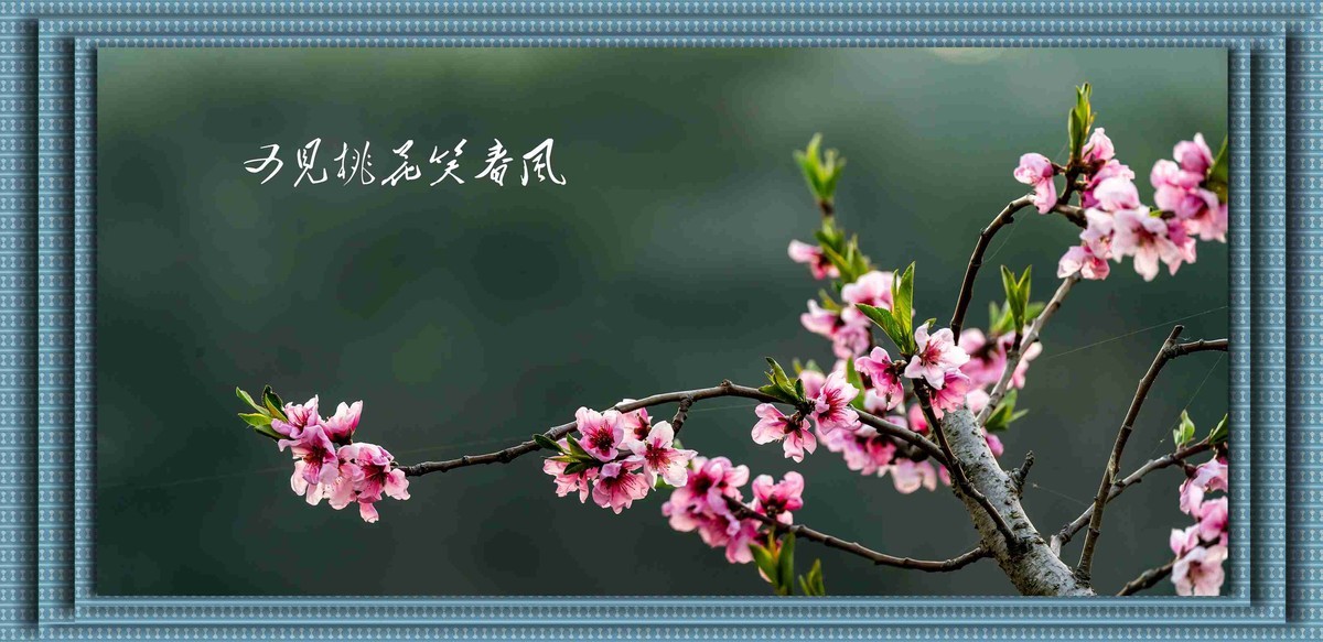 桃花
