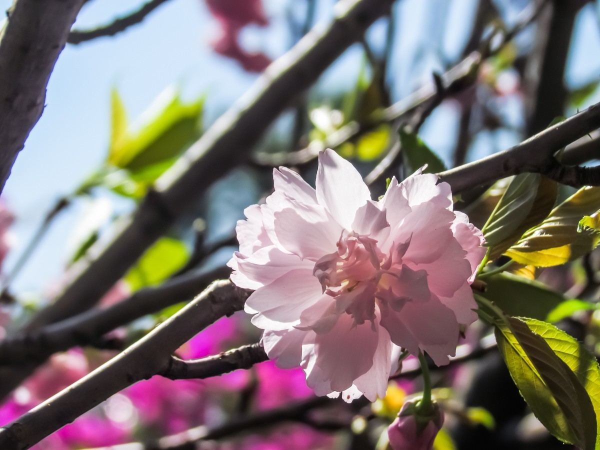 樱花