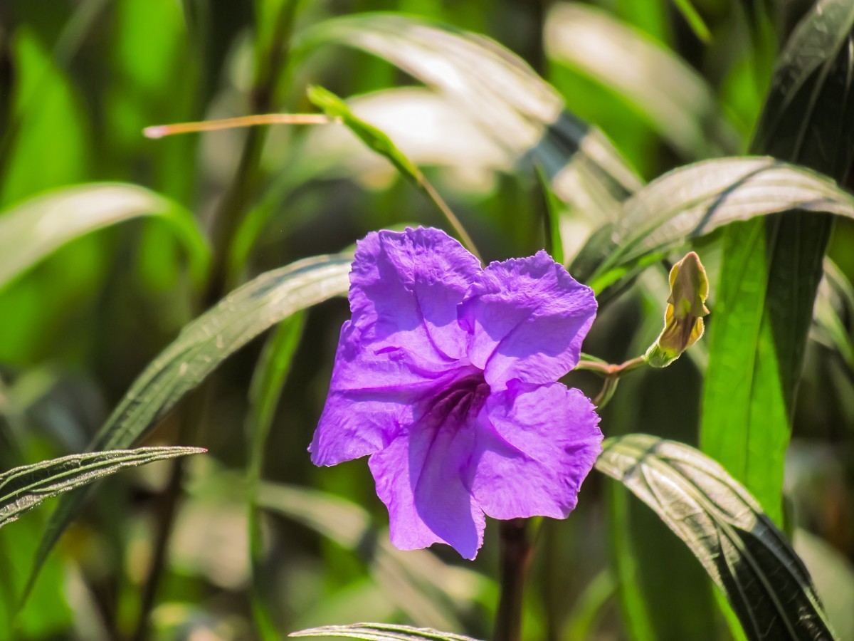 蓝花草