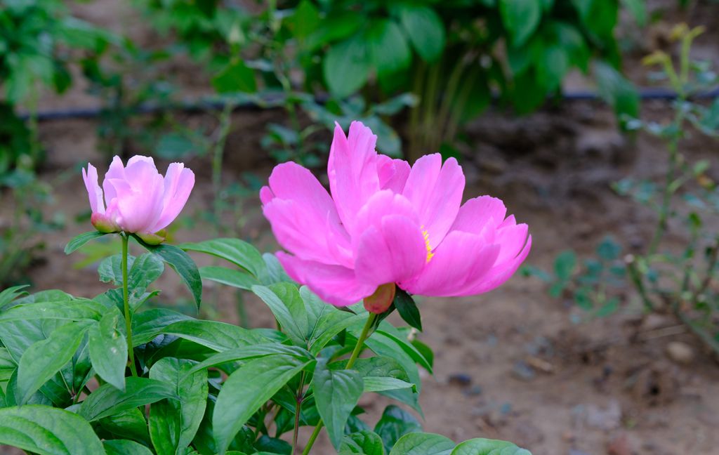 芍药  2