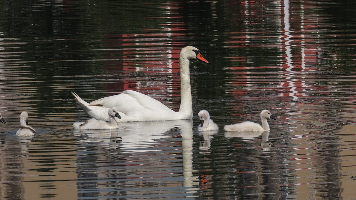 贾鲁河又孵出小疣鼻天鹅