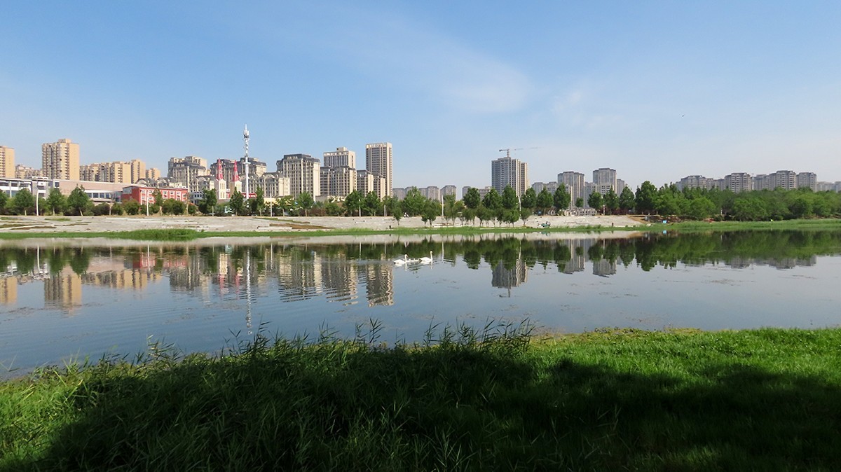 贾鲁河又孵出小疣鼻天鹅