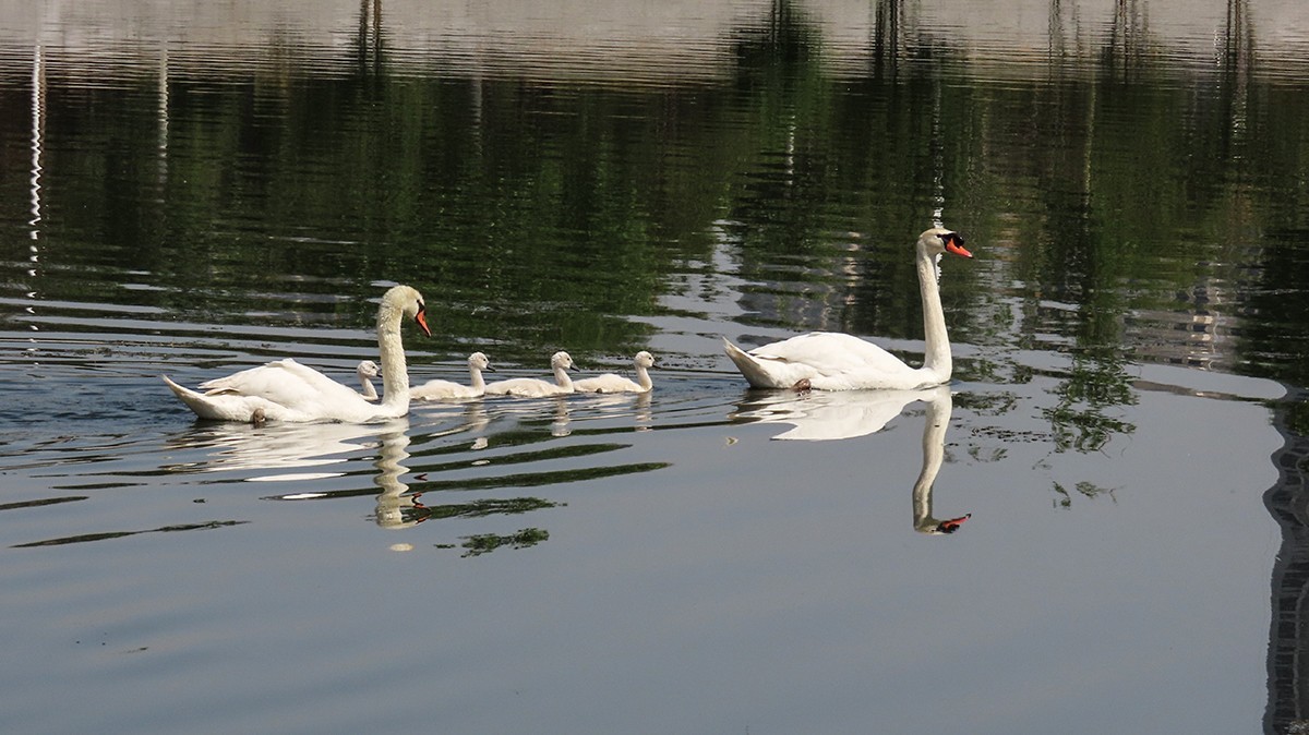 贾鲁河又孵出小疣鼻天鹅