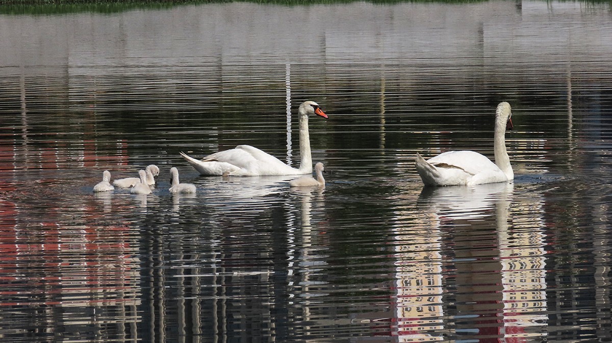 贾鲁河又孵出小疣鼻天鹅