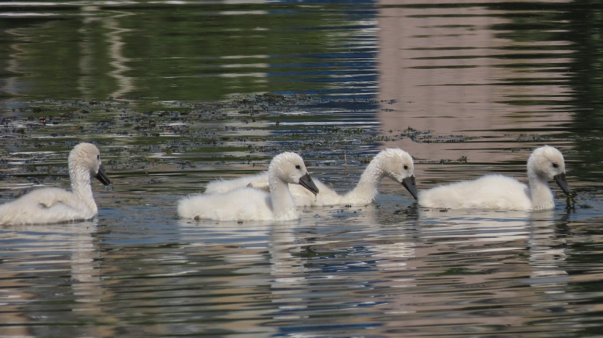 贾鲁河又孵出小疣鼻天鹅