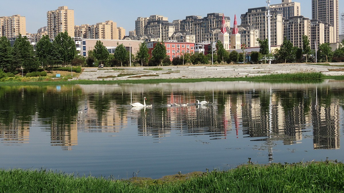 贾鲁河又孵出小疣鼻天鹅