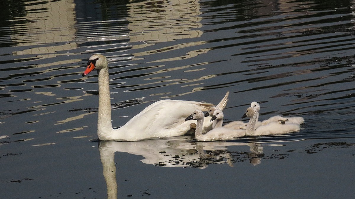 贾鲁河又孵出小疣鼻天鹅