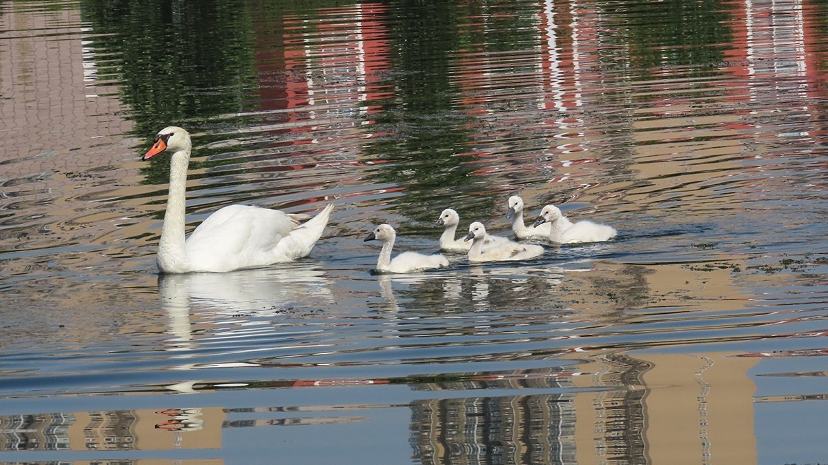 贾鲁河又孵出小疣鼻天鹅