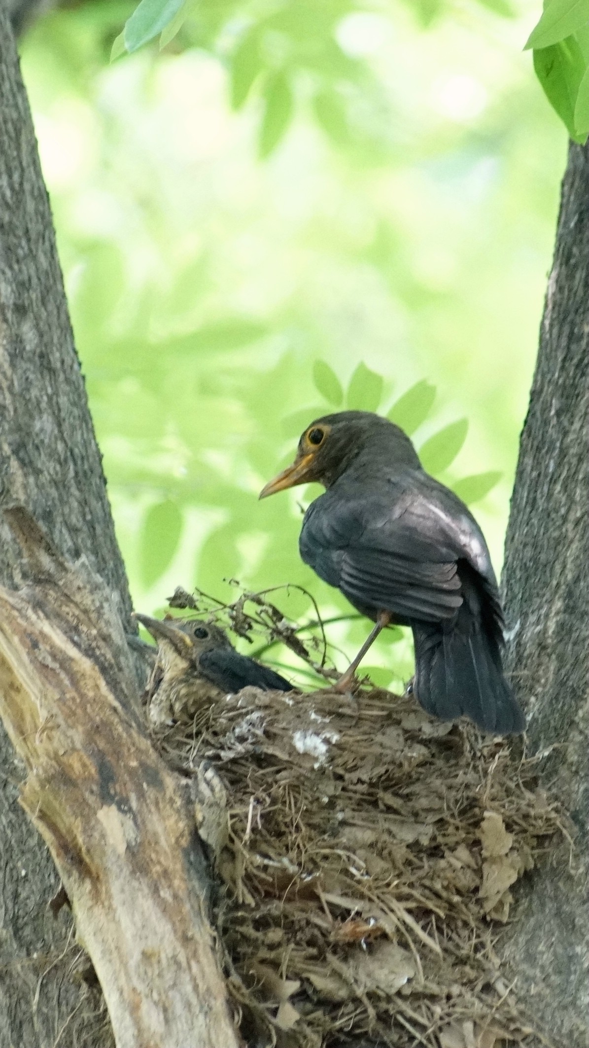 公园里的鸟儿  乌鸫