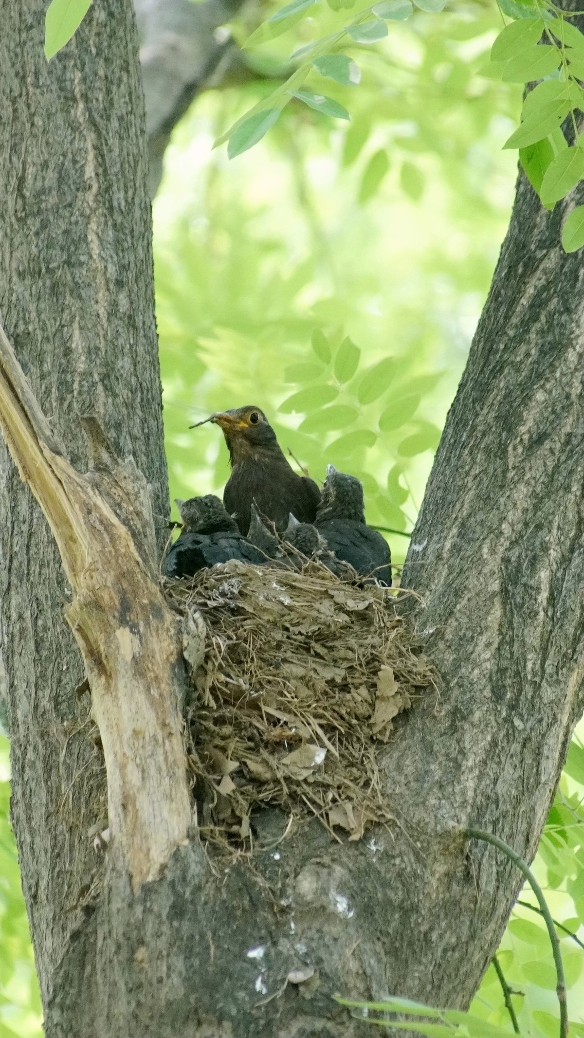 公园里的鸟儿  乌鸫