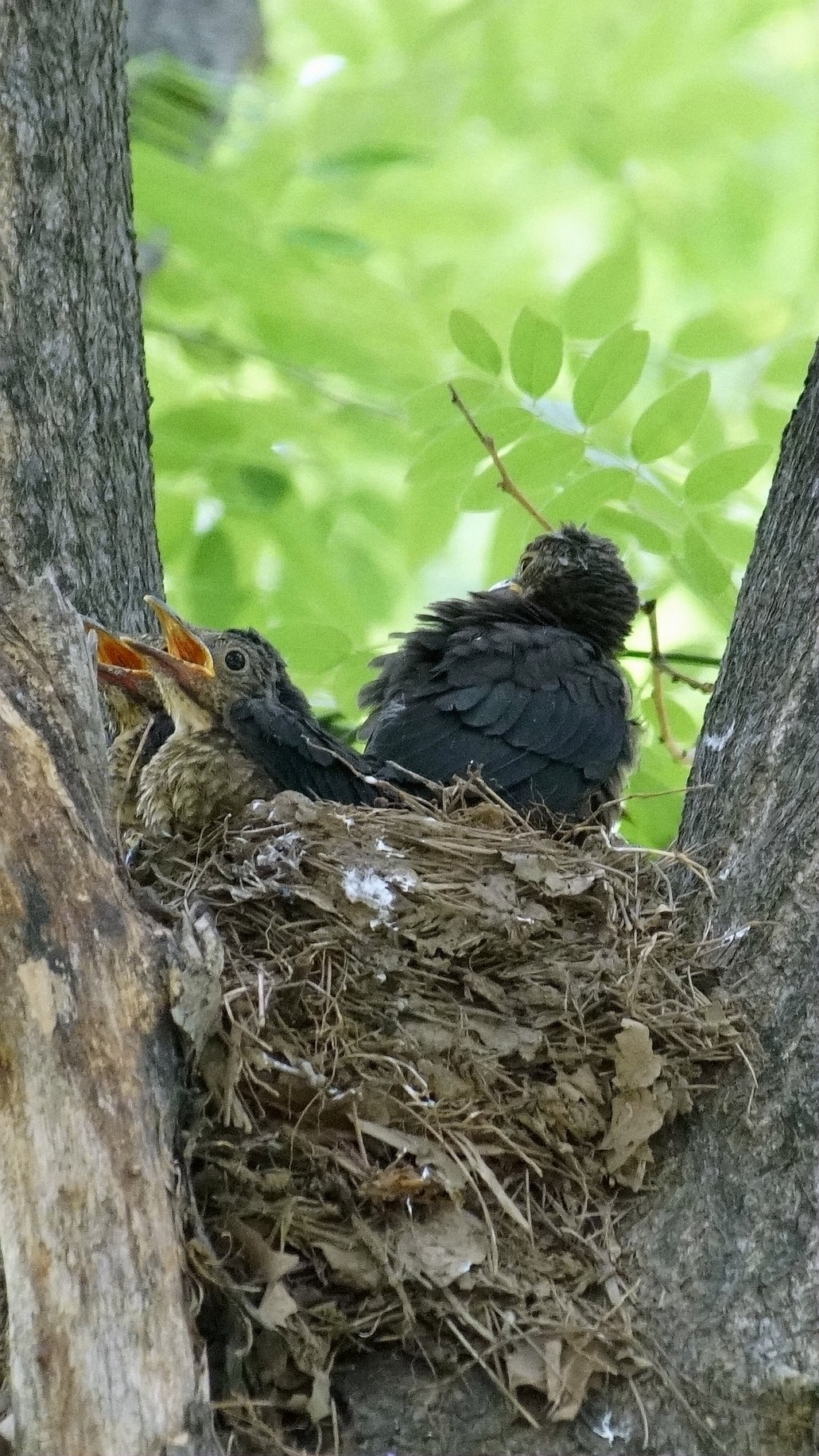 公园里的鸟儿  乌鸫