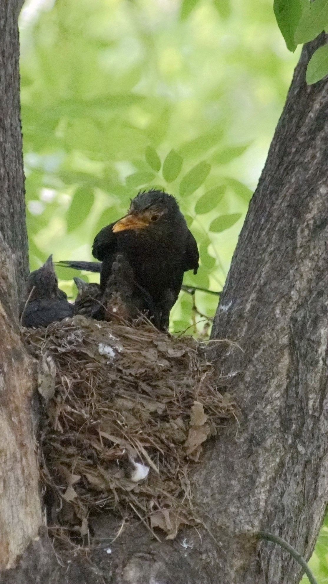 公园里的鸟儿  乌鸫