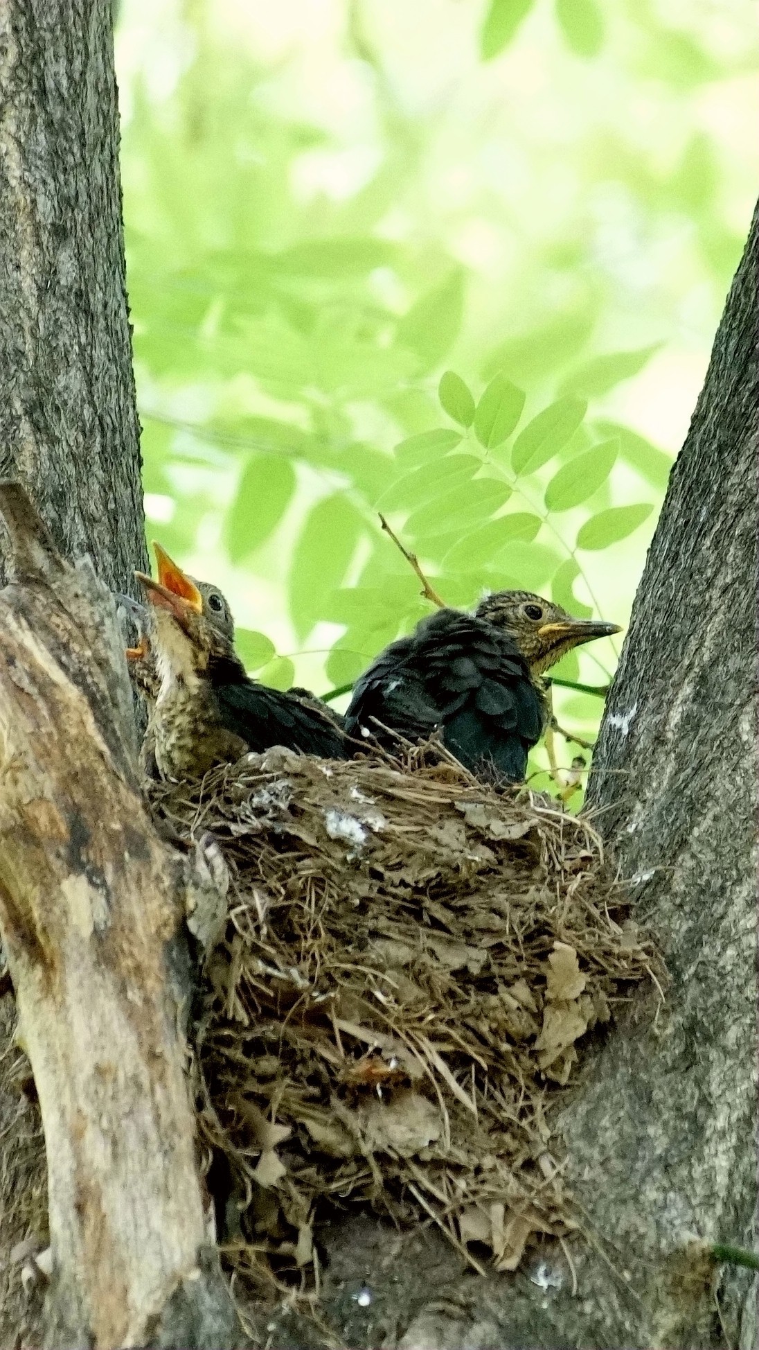 公园里的鸟儿  乌鸫
