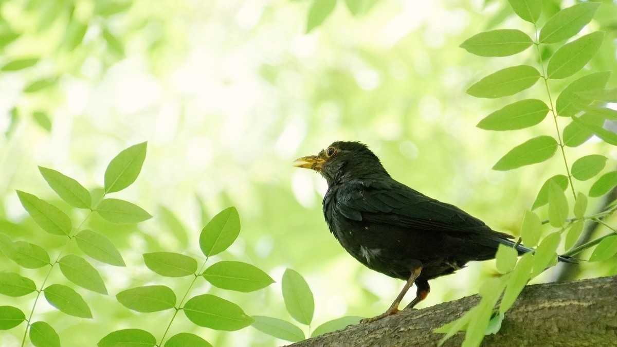 公园里的鸟儿  乌鸫