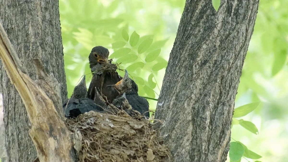 公园里的鸟儿  乌鸫