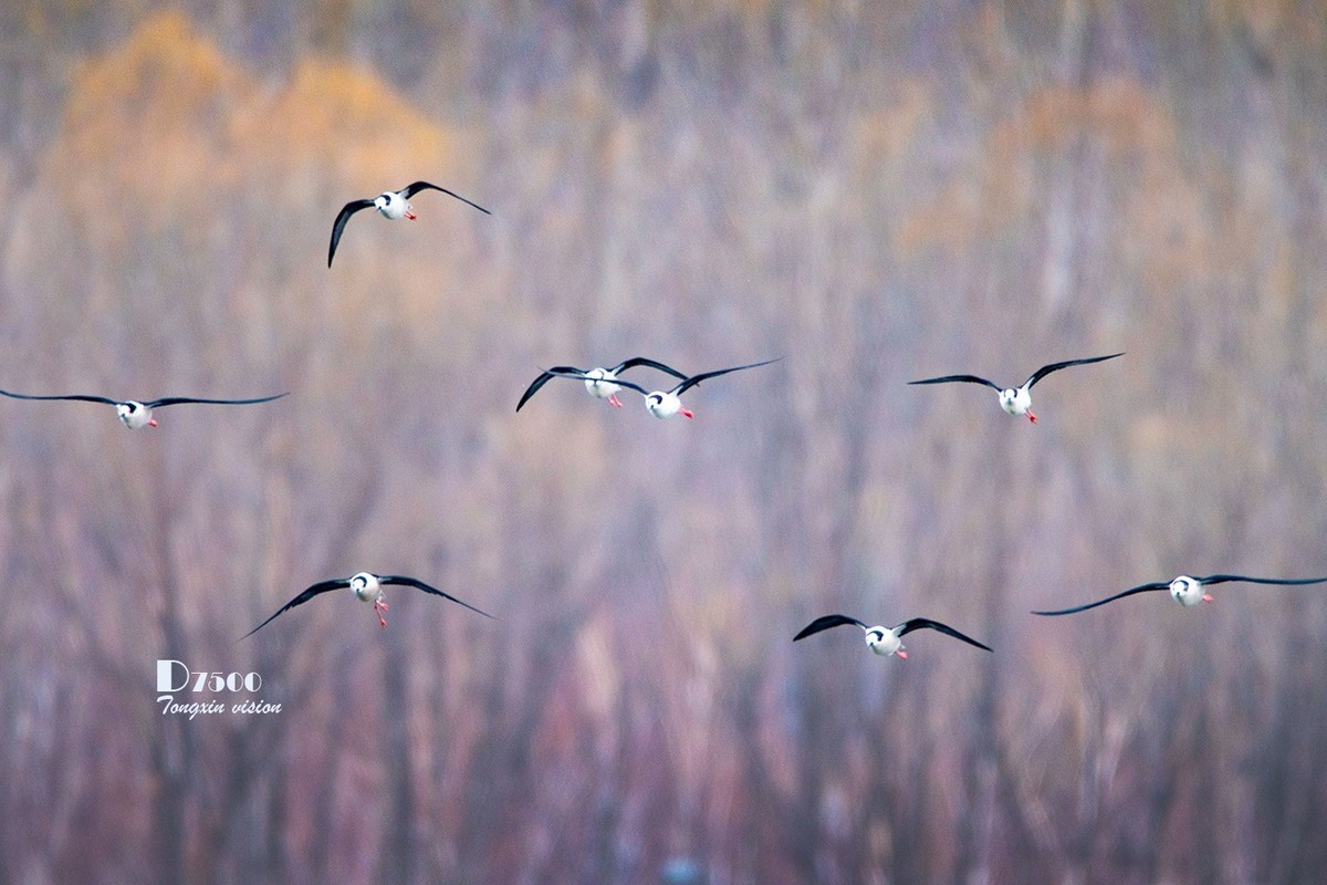 玉龙湖来了新客——长腿鹬（5）