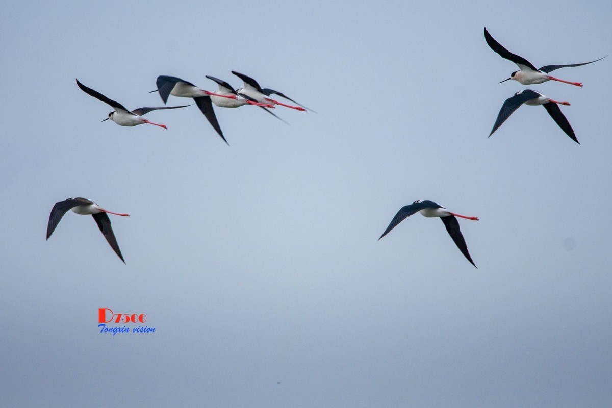 玉龙湖来了新客——长腿鹬（5）