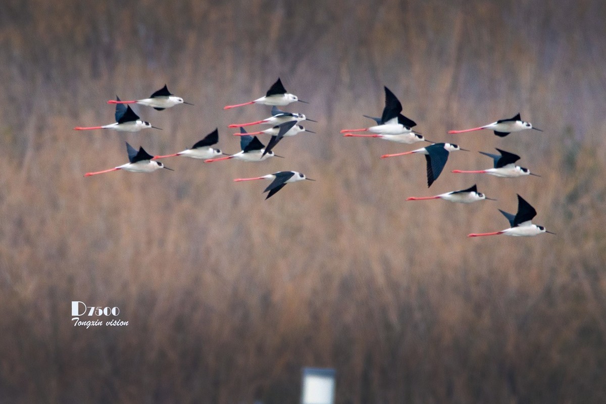 玉龙湖来了新客——长腿鹬（5）