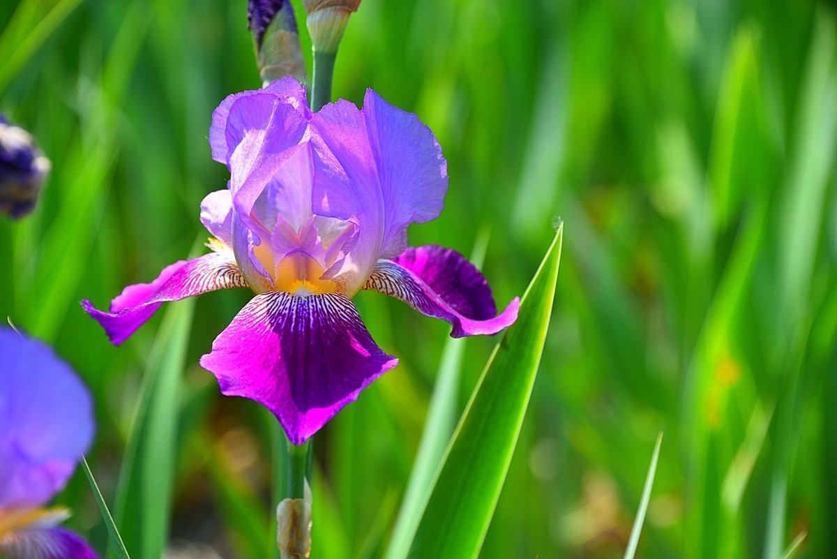 德国鸢尾花（12）