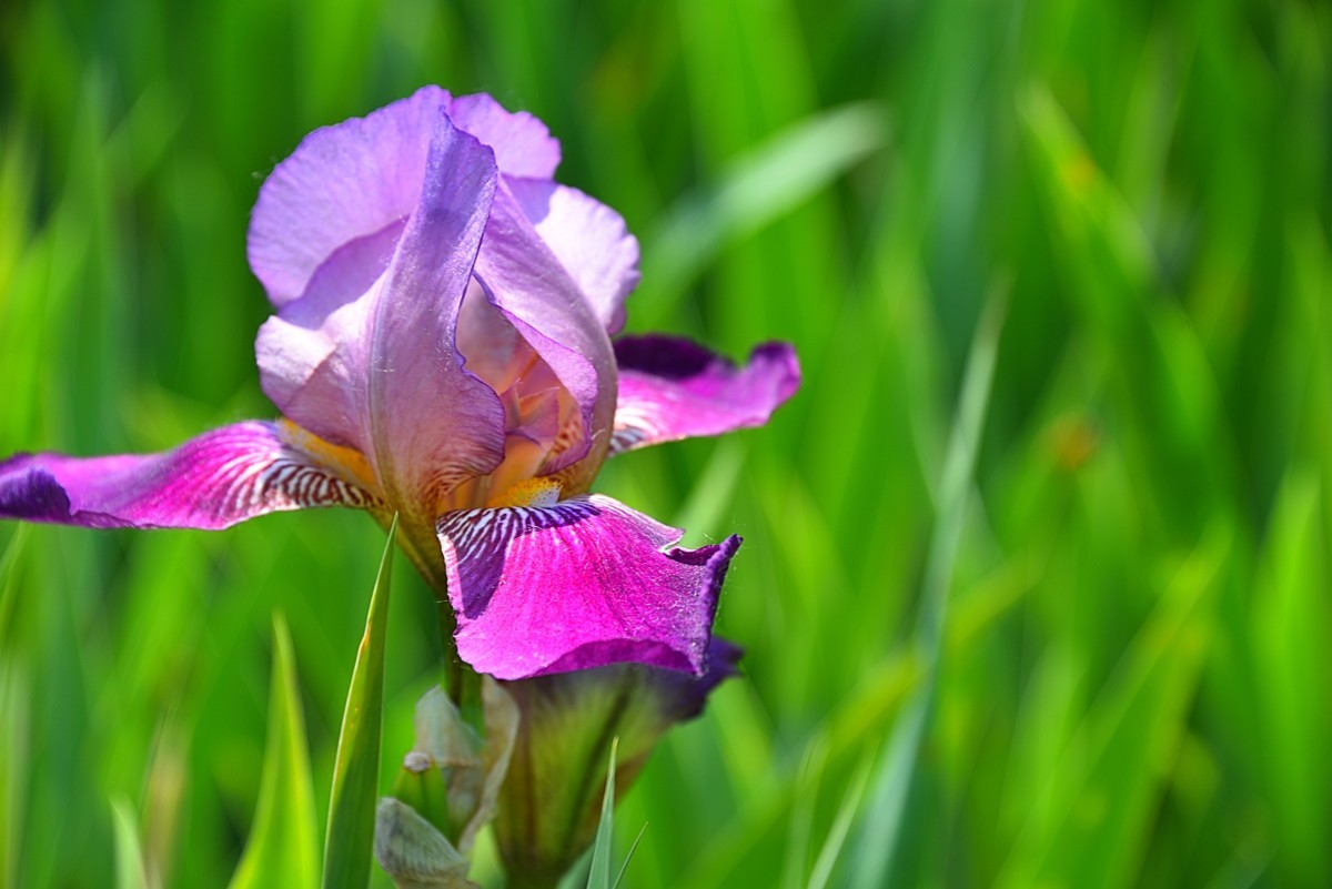 德国鸢尾花（12）