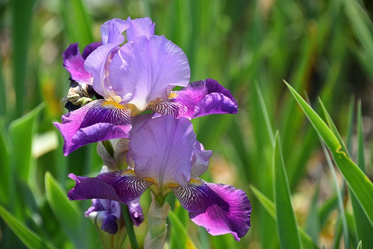 德国鸢尾花（12）