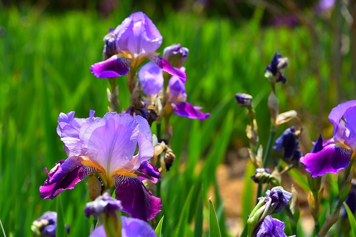 德国鸢尾花（12）