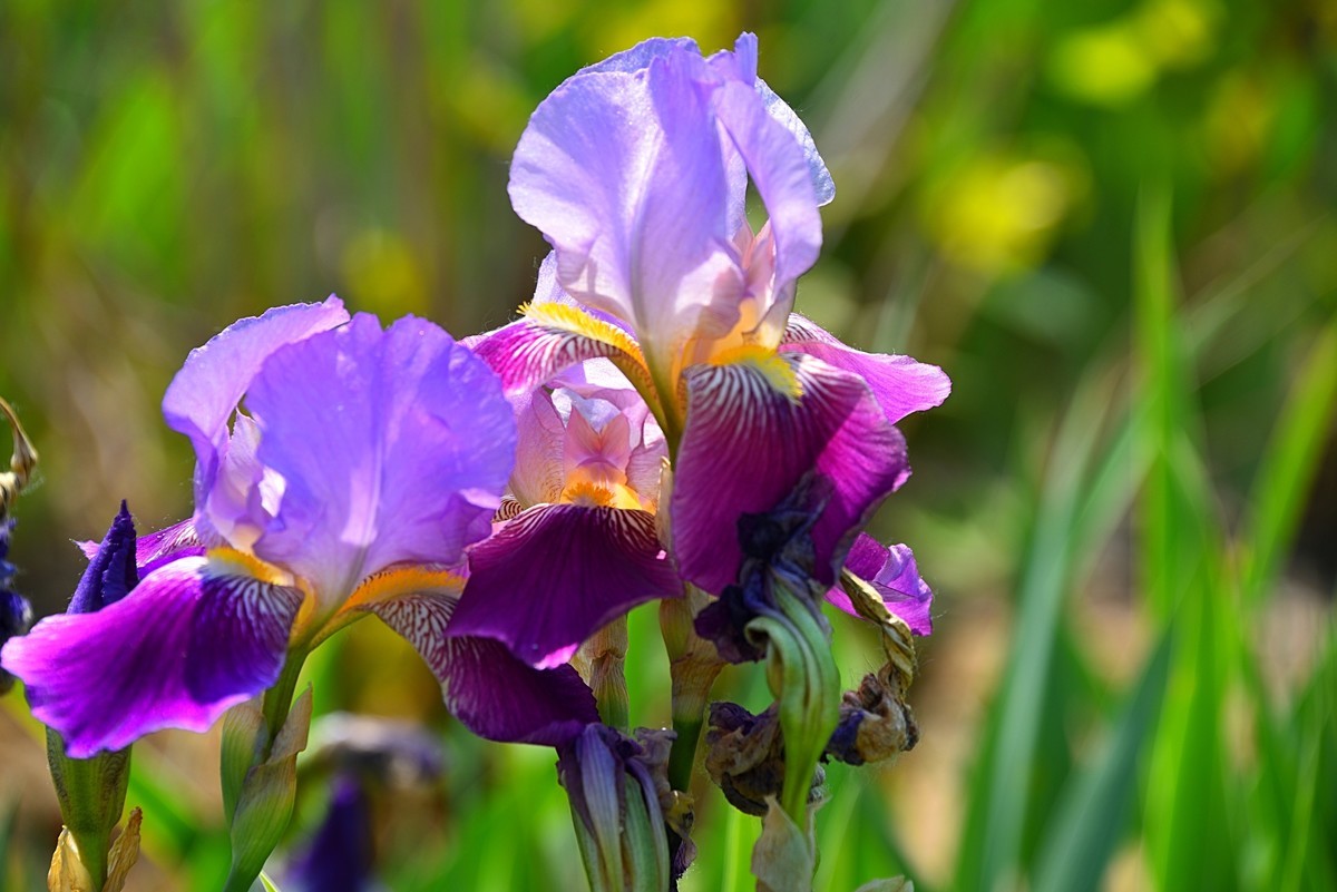 德国鸢尾花（12）