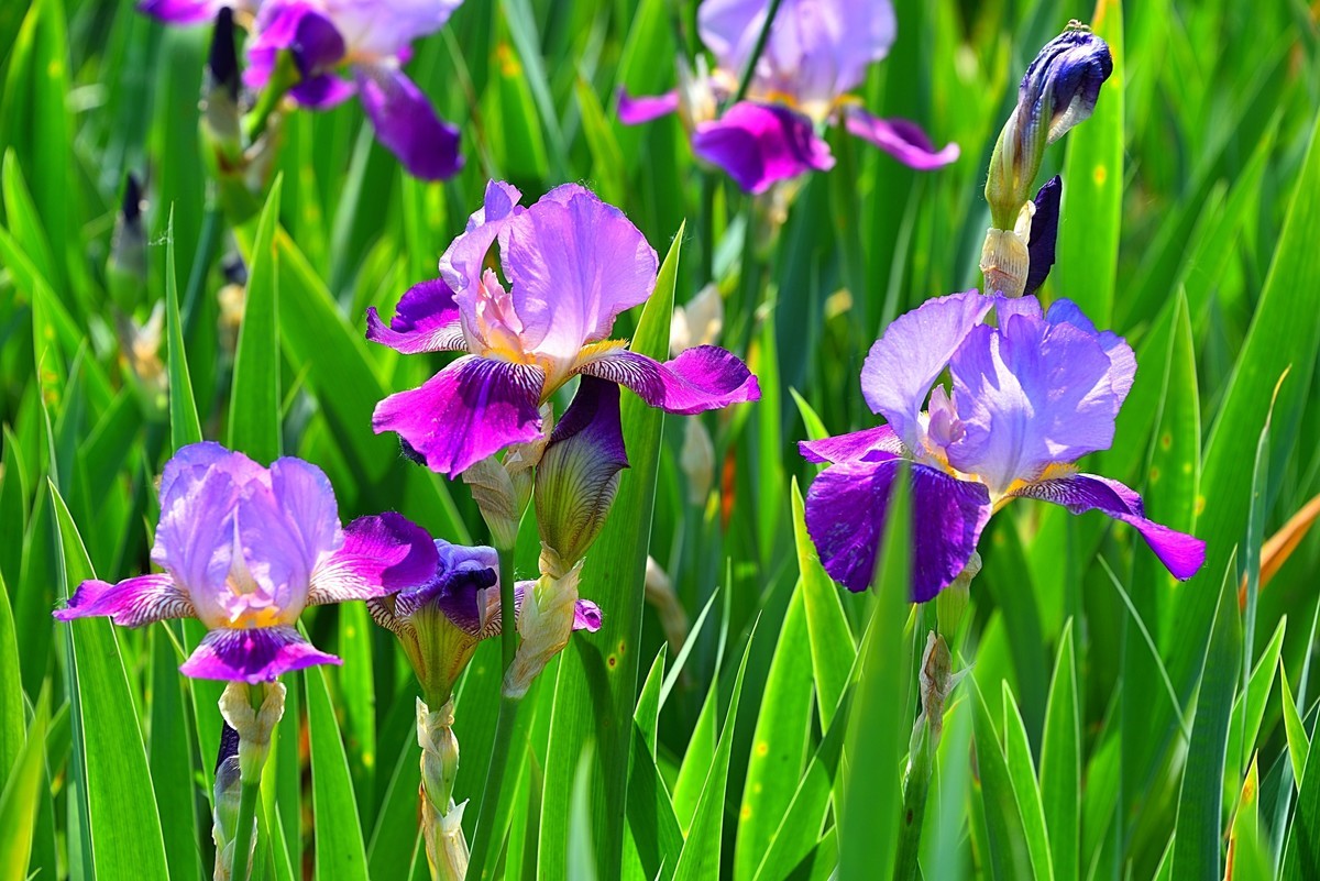 德国鸢尾花（12）