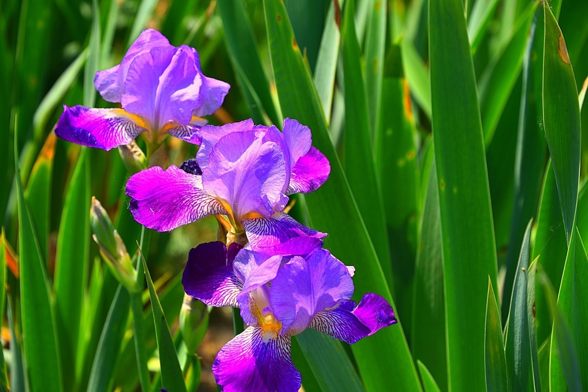 德国鸢尾花（13）