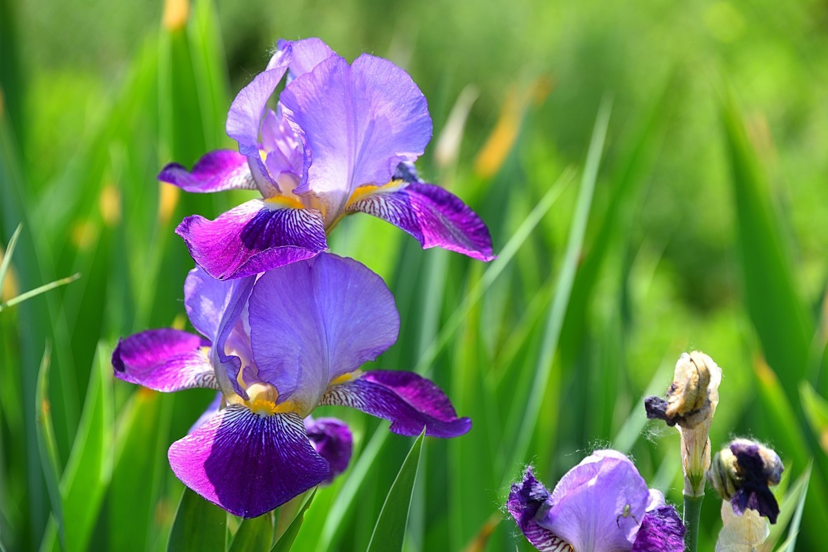 德国鸢尾花（13）