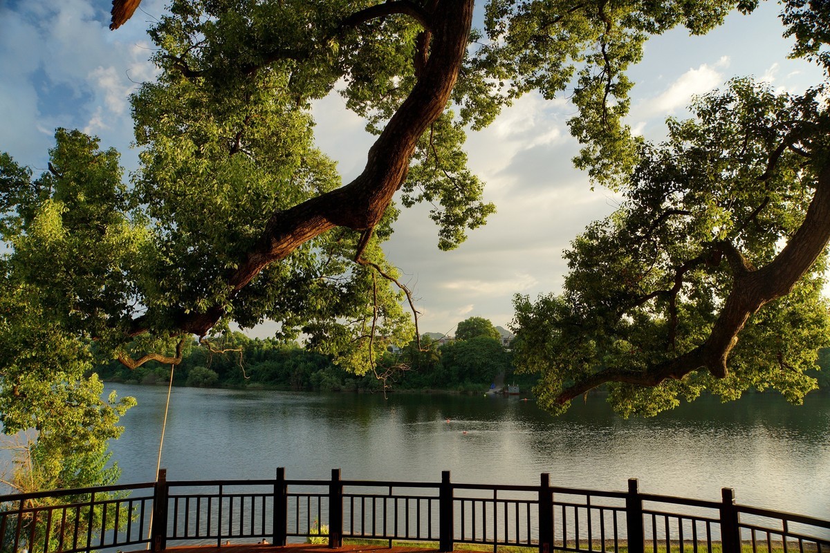 夕阳﹕古树﹕晚风 ……