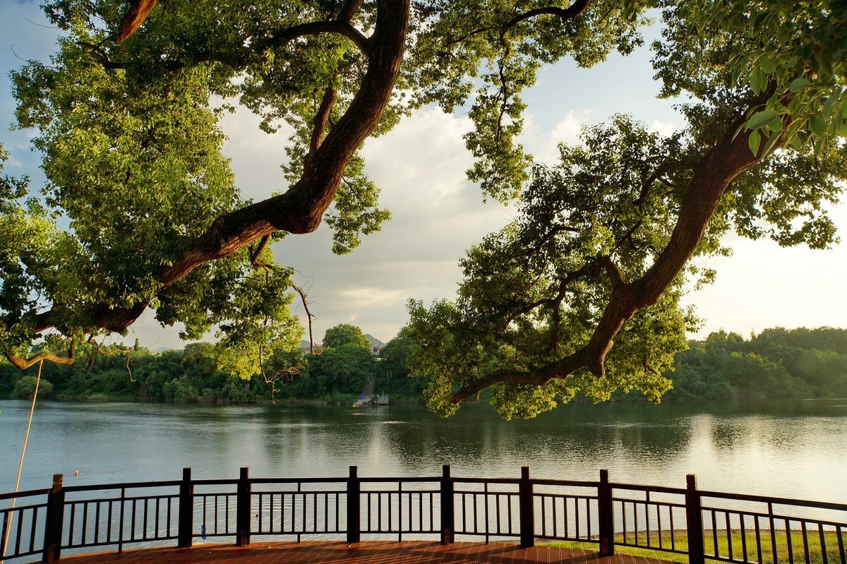 夕阳﹕古树﹕晚风 ……