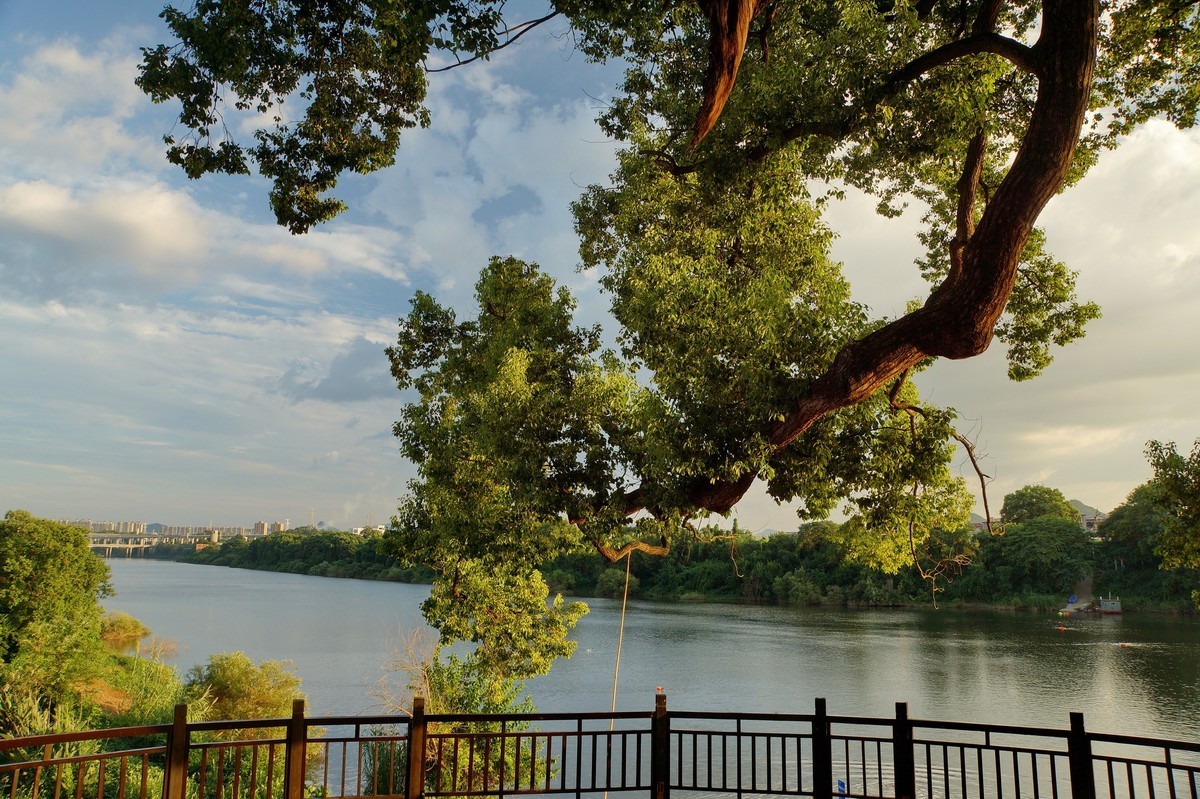 夕阳﹕古树﹕晚风 ……