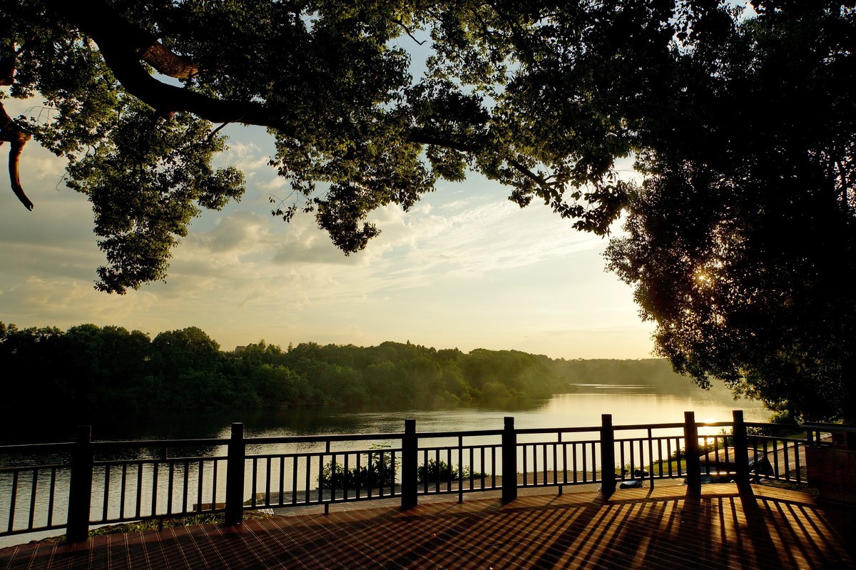 夕阳﹕古树﹕晚风 ……