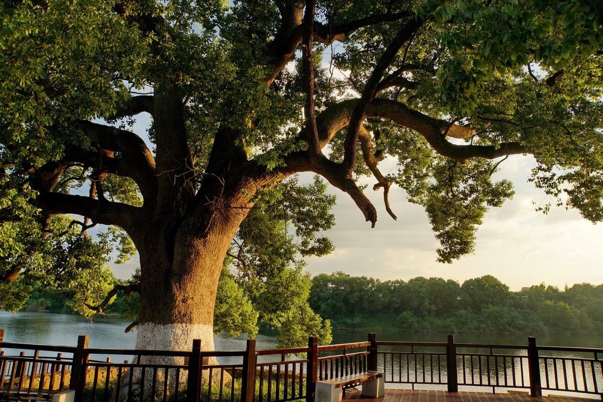 夕阳﹕古树﹕晚风 ……