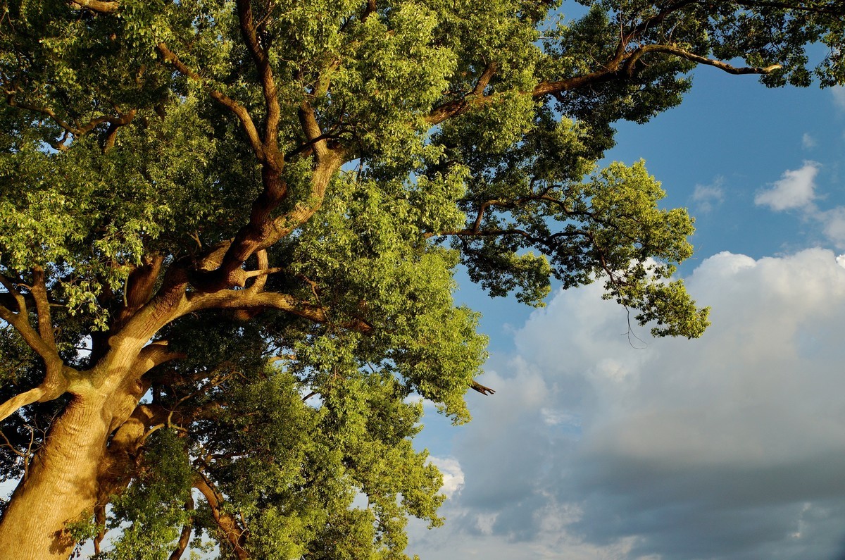 夕阳﹕古树﹕晚风 ……