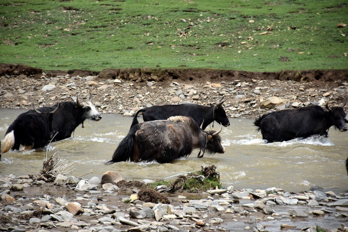 2023夏 黔赣鄂渝川（134）甘孜牦牛肉数色达