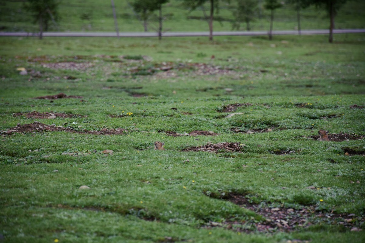2023夏 黔赣鄂渝川（134）甘孜牦牛肉数色达