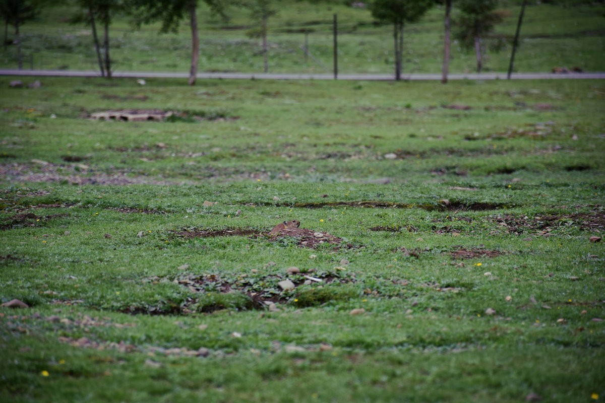 2023夏 黔赣鄂渝川（134）甘孜牦牛肉数色达